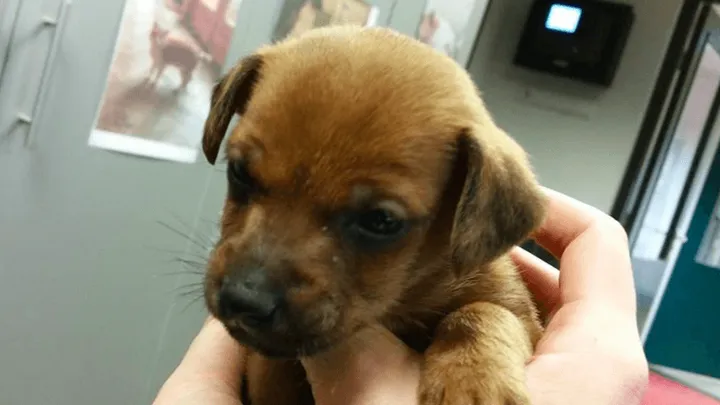 Puppy gedumpt door autoraampje, politie op zoek naar de eigenaar! Kun jij helpen?