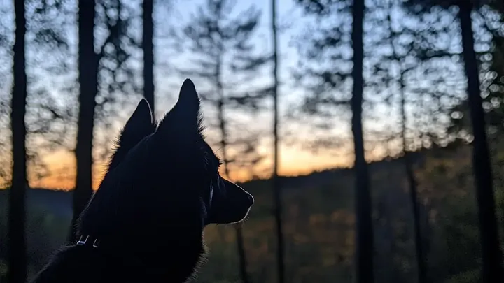 Zijn hond rende plotseling het bos in - wat hij vervolgens aantrof deed zijn bloed koud stromen!