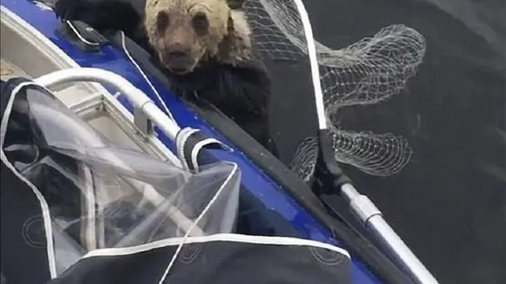 Echa un vistazo a las cosas impactantes que hace esta madre osa mientras los pescadores salvan a sus cachorros