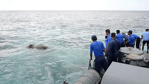 Imágenes impactantes: la Marina se encuentra cara a cara con una gigantesca criatura en el agua
