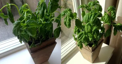 DIT is de reden waarom kruidenplantjes uit de supermarkt altijd sneuvelen... Wij wisten dit nog niet! 