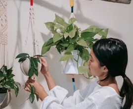 Handig om te weten: zo geef je hangplanten water