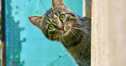 Gato que desapareció hace cinco años se reunió con su familia