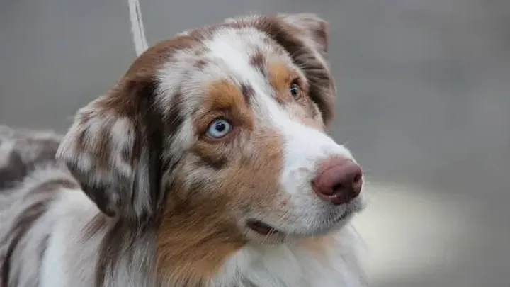Barking Up the Right Tree: 49 Essential Insights into Your Future Furry Friend (49 percepções essenciais sobre seu futuro amigo peludo)