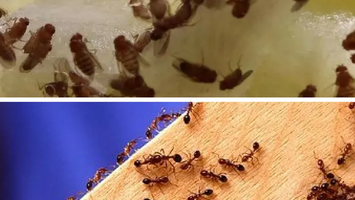 Hast du Silberfische, Fruchtfliegen oder Ameisen im Haus? DAS kannst du dagegen tun!