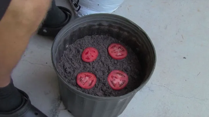 Il met 4 tranches de tomates dans un pot avec du terreau et 10 jours plus tard, le résultat est génial