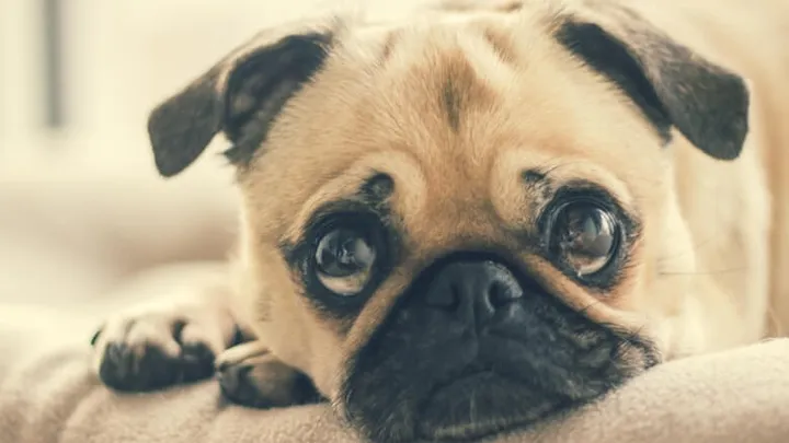 Grappig! Dit is wat jouw hond zegt over je karakter