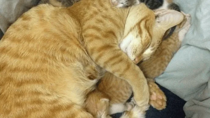 Ongelofelijk schattig... Deze vader-kat laat zien hoeveel hij van zijn pasgeboren kittens houdt!