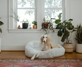 Thuiswerken voorbij? Met deze tips kun je je huisdier leren om alleen te zijn