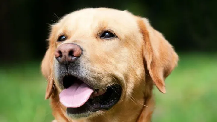 Video: Labrador Fred adopteert 9 kuikentjes en de beelden zijn superschattig!