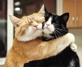 Cat Keeps Hugging Friend Before Going To The Vet –Watch What Happened!