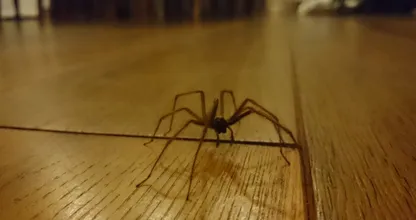 Mit diesem tierfreundlichen Trick scheuchst du alle Spinnen aus deinem Haus!