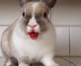 Das Kaninchen so etwas essen hätten wir nicht gedacht! Machen eure Kaninchen das auch?
