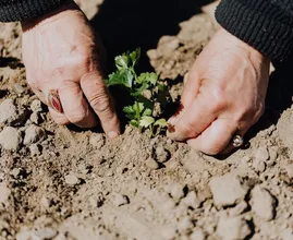 Deze 21 tuinhacks besparen je veel tijd en geld