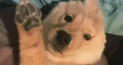 Cute one-eared puppy is a huge hit on Instagram