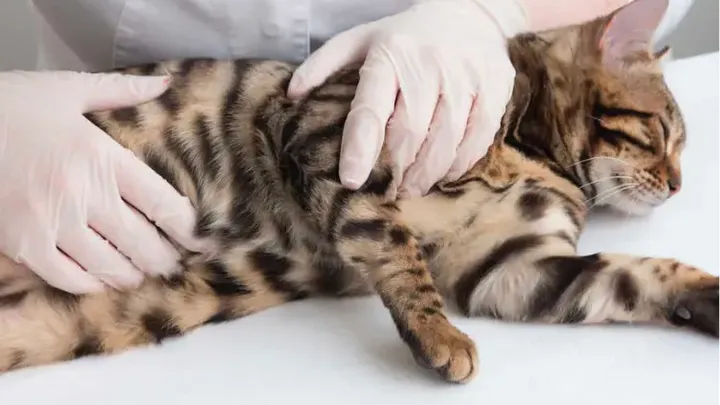 Katze bewacht Baby jede Nacht - Wenn die Eltern es sehen, brechen sie in Tränen aus