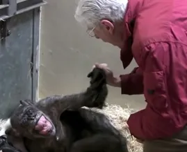  Vídeo conmovedor: Este chimpancé de 59 años se despide de un viejo amigo