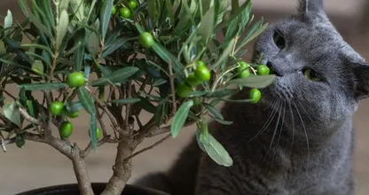 Kattenliefhebbers opgelet: deze planten zijn giftig voor je kat