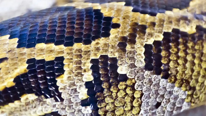 ¡Estos trabajadores encontraron una serpiente gigante - no creerás lo que encontraron dentro!
