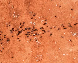 Na eikenprocessierups alweer een nieuwe insectenplaag op komst