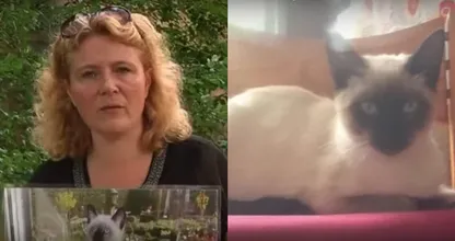 VERSCHRIKKELIJK wat iemand deze kater heeft aangedaan.. Wie doet dit nou?! Politie is op zoek naar de dader, delen svp!