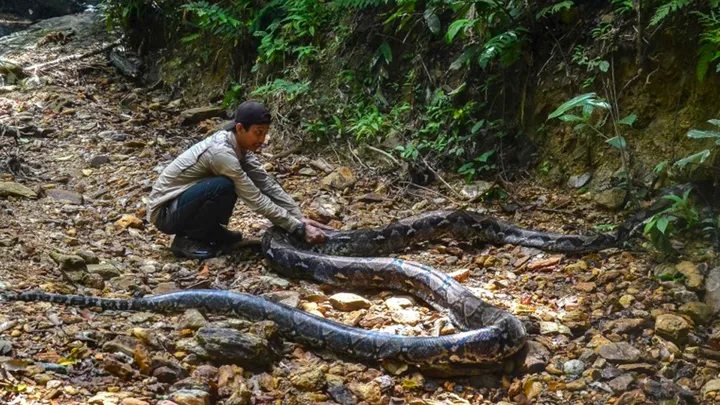 ¡Estos trabajadores encontraron una serpiente gigante - no creerás lo que encontraron dentro!