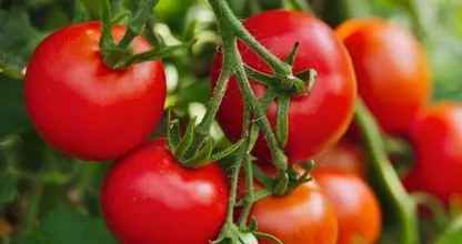 Tutti commettiamo questo errore quando prepariamo i pomodori