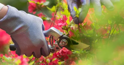 Oei: deze drie planten moet je niet snoeien in de maand juni