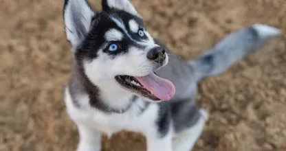 Man die zijn husky levend begroef mag tóch weer een nieuwe hond