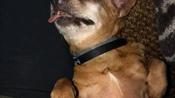 Esta pitbull se recusou a deixar o abrigo sem seu amigo chihuahua