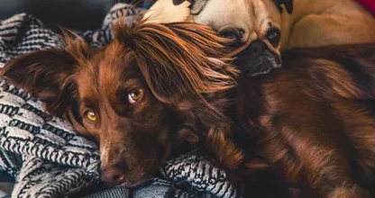 Hilarsich: dit zegt het sterrenbeeld van je hond over z'n karakter