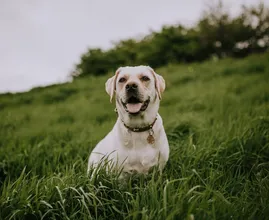 Feeling blue: hond meet zichzelf een blauwe vacht aan nadat ze door de verf rolt