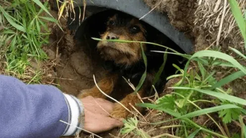 Hond die met twee gebroken poten in buis onder de grond leefde, heeft een huis gevonden