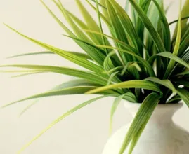 Geen groene vingers? Zo hou je je planten tóch in leven