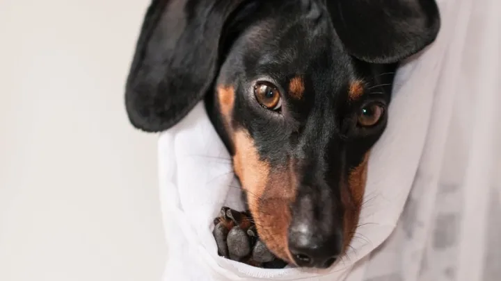 Hartverscheurend: dierenarts geeft dodelijk spuitje aan verkeerde hond