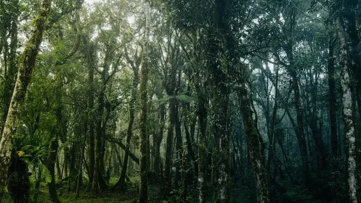 Frau folgt dem Bären in den Wald, nachdem er sich ihr an der Bushaltestelle unerwartet genähert hat
