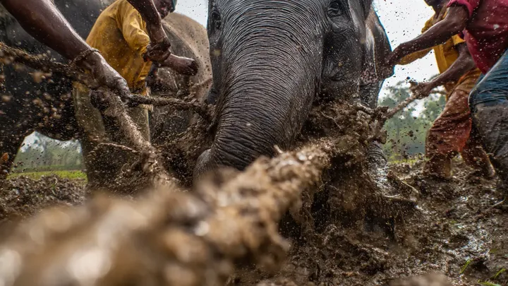 Um elefante solitário fica horas a fio na floresta - quando os aldeões descobrem o motivo, percebem que é pior do que parece