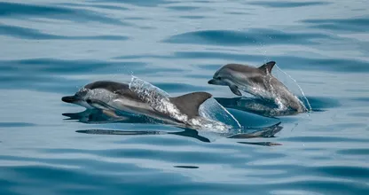 Dolphins spotted in New York's Bronx River for first time in 5 years