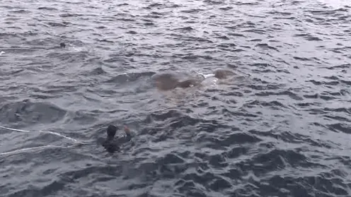 衝撃映像：海軍が巨大生物と対面した結果…