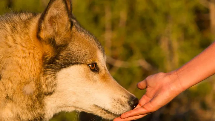 Man takes cute “puppy” home with him, which turns out to be a dangerous mistake