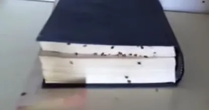 Nicht nur im Bett: Bettwanzen kann man also auch von diesen 4 unerwarteten Orten bekommen!