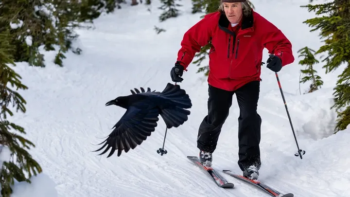 Raven Shows Lost Skier the Way to Safety