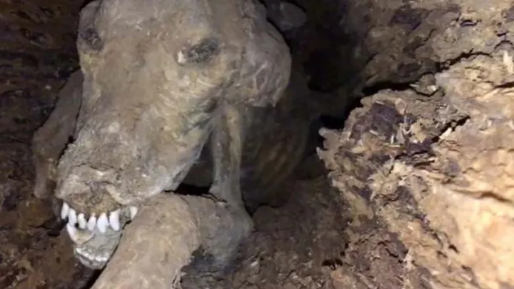 Holzfäller finden seltsame Kreatur in hohlem Baum