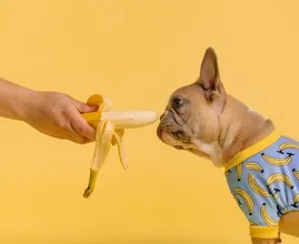 Deze Instagram met snackende honden is geweldig en wil je direct volgen