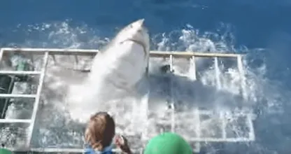 VIDEO: witte monsterhaai breekt door kooi duiker heen! Beelden kunnen als schokkend ervaren worden!