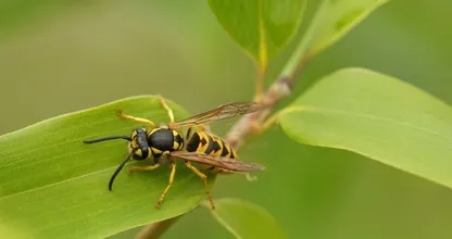 Dit is waarom je niet zomaar een wesp dood moet slaan