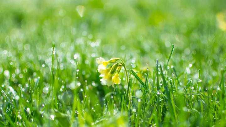 Is de lente al in zicht? Dit is de weersverwachting voor de rest van februari