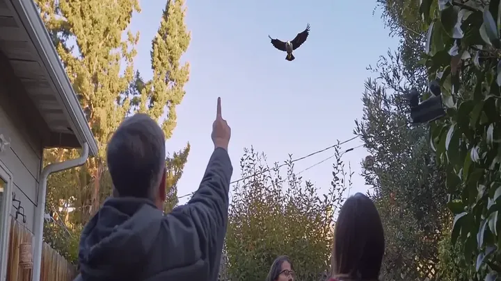 Adler schnappt Baby-Fuchs aus dem Garten - was die Nachbarn entdecken, wird Sie umhauen!