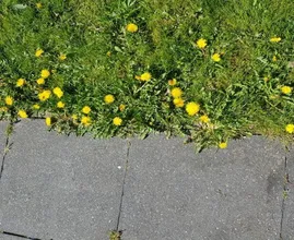 Kom van paardenbloemen af in de tuin met dit simpele trucje