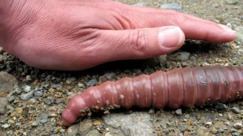 Leben vielleicht riesige Regenwürmer in Ihrem Garten? Erfahren Sie die Wahrheit über diese mysteriösen Kreaturen